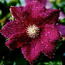 Схема вышивки «клематис»