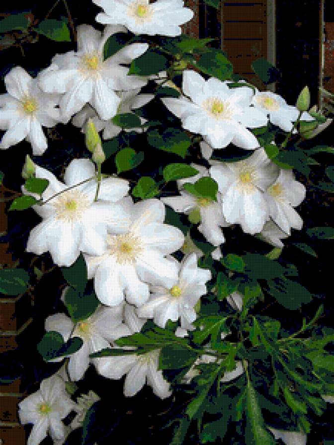 клематис - предпросмотр