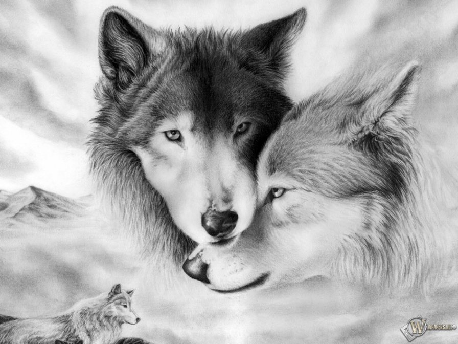 пара - пара, волки, животные - оригинал