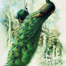 Схема вышивки «Павлин»