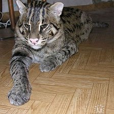 Схема вышивки «кошка»