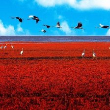 Схема вышивки «красный пляж»