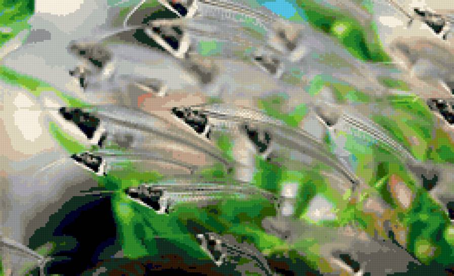 прозрачные рыбы - рыбки - предпросмотр