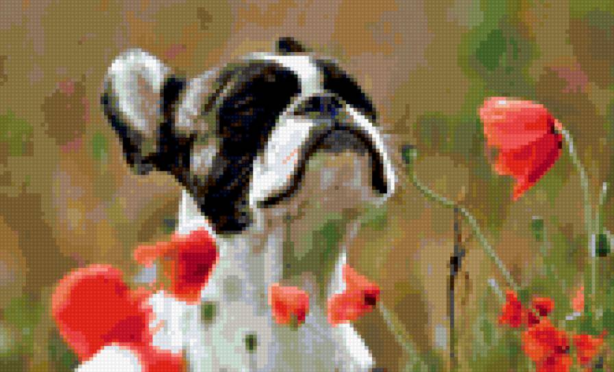 весна пришла - животные, собаки, цветы - предпросмотр