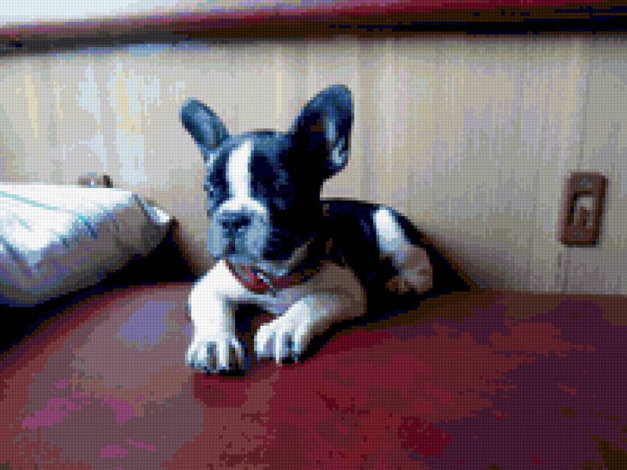 Буся - французский бульдог - предпросмотр