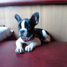 Схема вышивки «Буся»