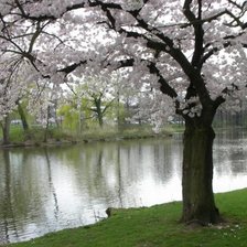 Схема вышивки «Прохлада»