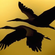 Схема вышивки «Пара»