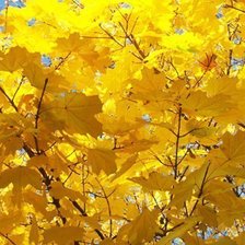 Схема вышивки «Крона»