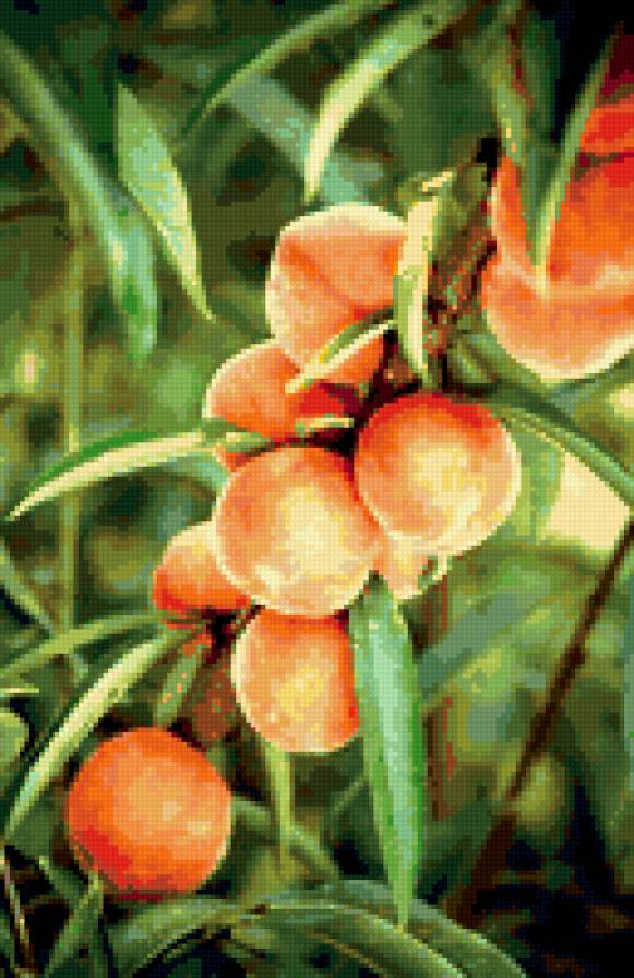 Персики - фрукты - предпросмотр