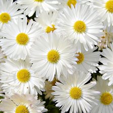 Схема вышивки «Ромашки»