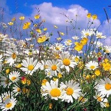 луговые цветы