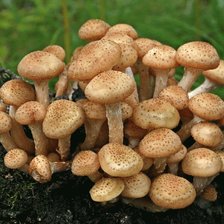 Схема вышивки «Опята»