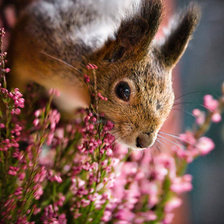 Схема вышивки «БЕЛКА»