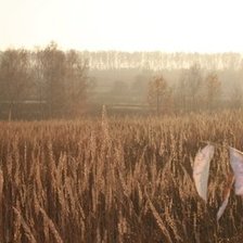 Схема вышивки «Серия: По моим фотографиям»