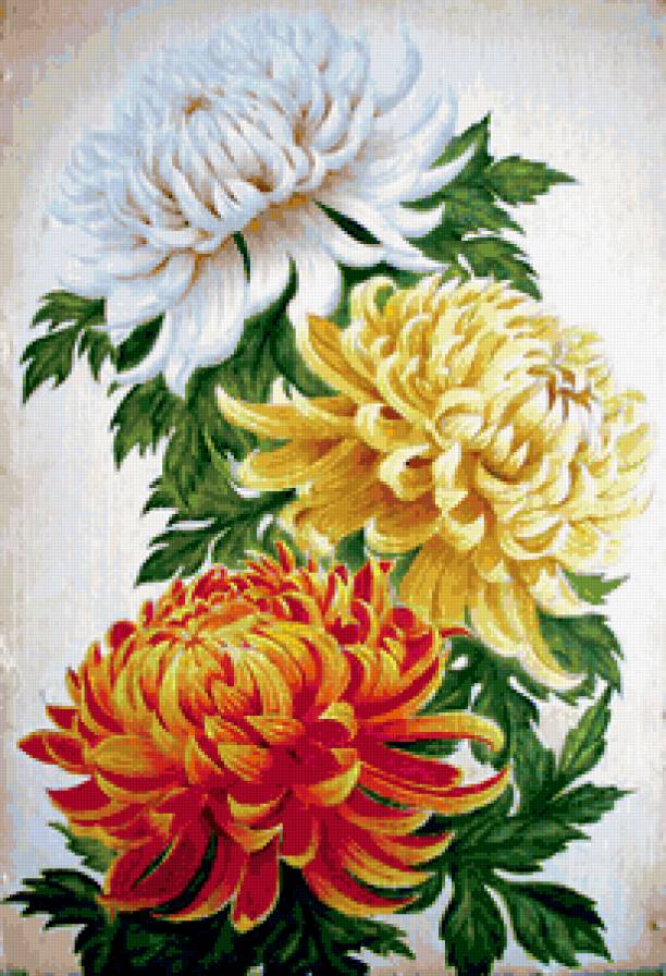 хризантемы - цветы - предпросмотр