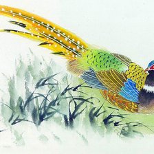 Схема вышивки «павлин»