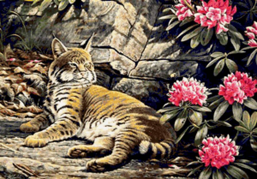 дикие животные - предпросмотр