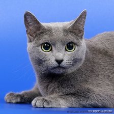 Схема вышивки «кот»