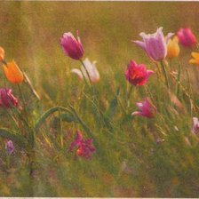 Схема вышивки «Степь»