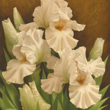 Схема вышивки «Ирисы»