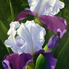 Схема вышивки «Ирисы»