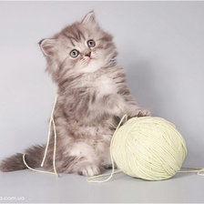 котенок и клубок