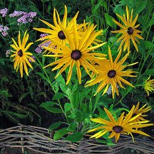 Схема вышивки «цветы»