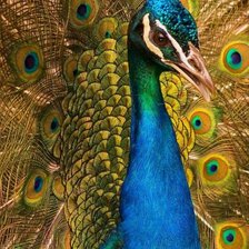 Схема вышивки «павлин»