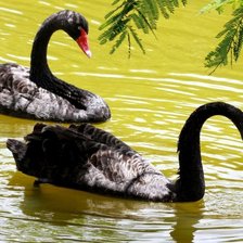 Схема вышивки «лебеди»