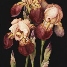 Схема вышивки «Ирисы»