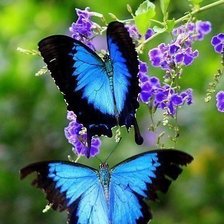 Схема вышивки «бабочки»