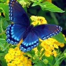 Схема вышивки «бабочка»