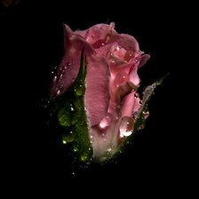 Схема вышивки «роза»