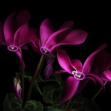 Схема вышивки «аленький цветочек»