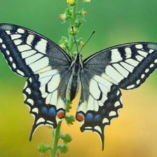 Схема вышивки «бабочка»