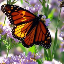 Схема вышивки «бабочка»