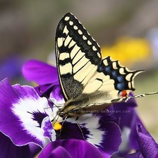 Схема вышивки «бабочка»