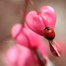 Схема вышивки «божья коровка»