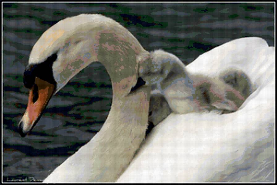 лебедь белая - счастье, природа, материнство, птенец, любовь, лебедь белая, лебеди - предпросмотр