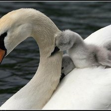 Схема вышивки «лебедь белая»