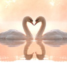 Схема вышивки «лебеди»