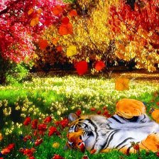 Схема вышивки «тигр»