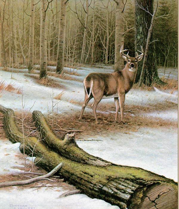 олень в лесу - оригинал
