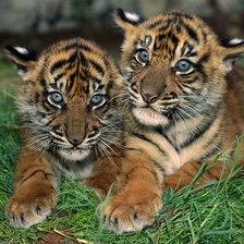 Схема вышивки «тигрята»