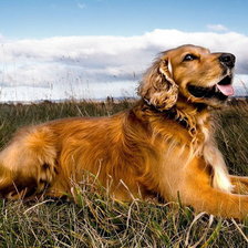 верный друг