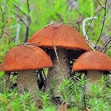 Схема вышивки «№359705»