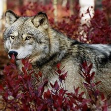 Схема вышивки «№359716»