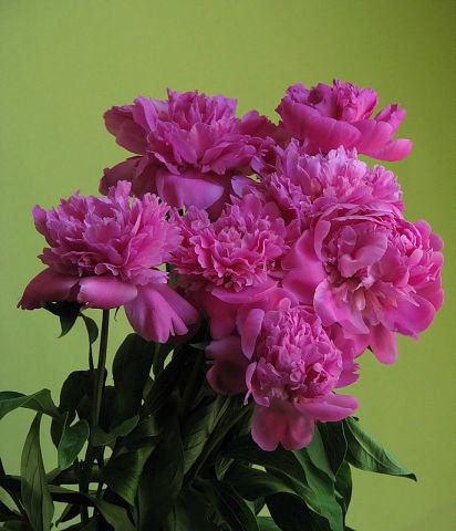 №359744 - оригинал