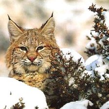 Схема вышивки «Наблюдатель»